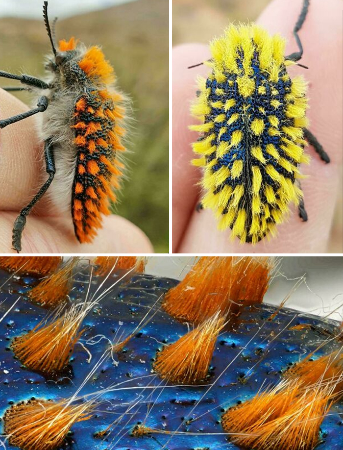 Close-up photos of colorful hairy insects showing textures and details, highlighting awesome facts about animals.