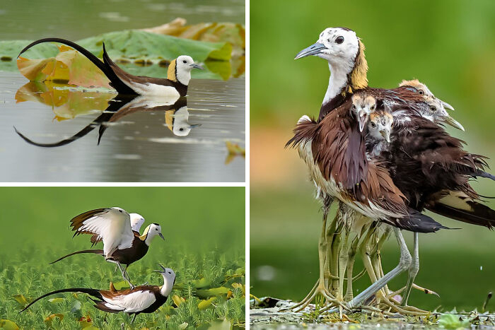 Long-tailed jacanas in water and on land, showcasing unique animal behavior in a natural green habitat.