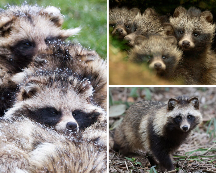 Close-up of raccoon dogs in natural habitats, showcasing unique animal features for awesome facts about animals.
