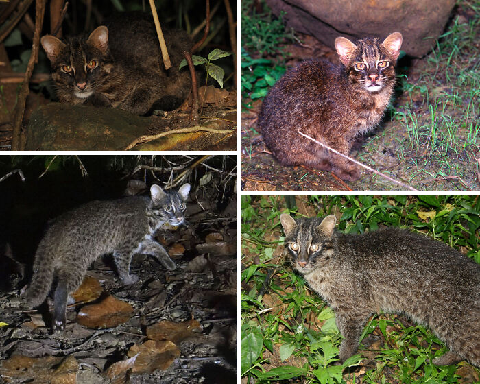 Four images of small wild cats in natural habitats showcasing unique animal facts about wildlife behavior and appearance.