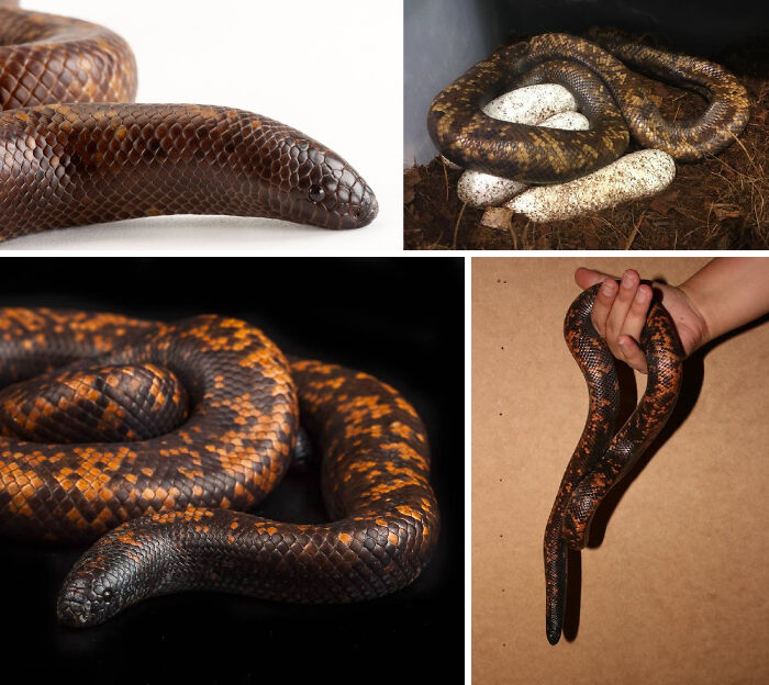 Various images of a rare snake species showcasing unique scales and eggs in a naturalistic setting, animal facts revealed.
