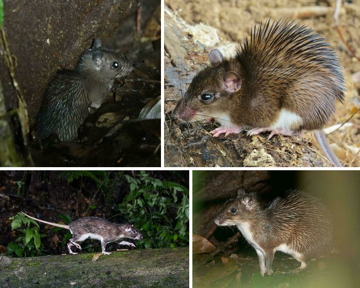 Various spiny rodents in natural habitats showcasing unique animal facts and behaviors in wildlife environments.