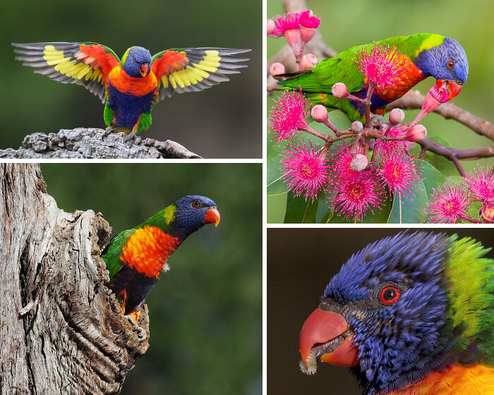Colorful rainbow lorikeets perched and feeding, showcasing vibrant feathers in nature, representing animals facts fascinating and educational.