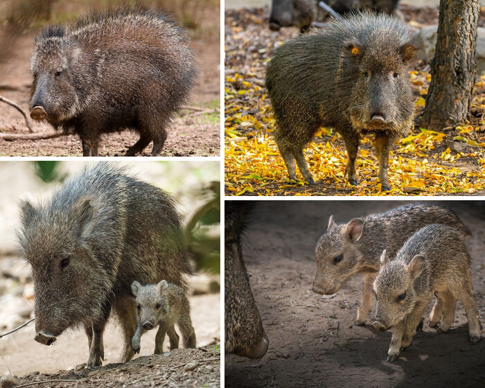 Collage of wild javelina animals in natural habitats, showcasing adult and baby javelinas in different outdoor settings.