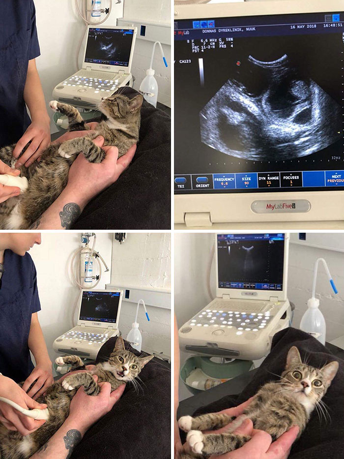 Cat at the vet during ultrasound, showing a funny reaction, relatable to students and young adults' interesting lives.