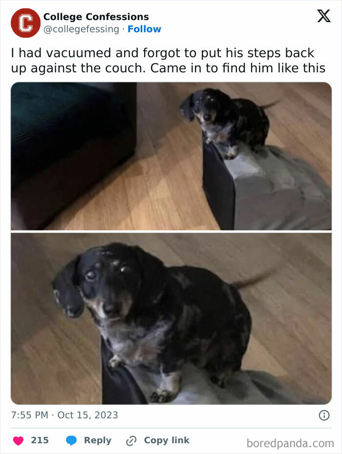 Dog sitting on a vacuum cleaner step in a relatable moment, reflecting students and young adults living interesting lives.