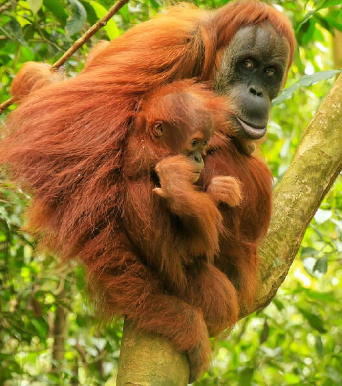 Orangutan mother and baby on a tree branch, highlighting some of the smartest animals ever studied by science.