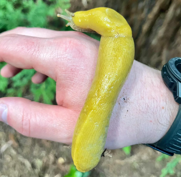 A large yellow slug crawling on a person's hand, representing the slowest animal in the world and sluggish creatures.
