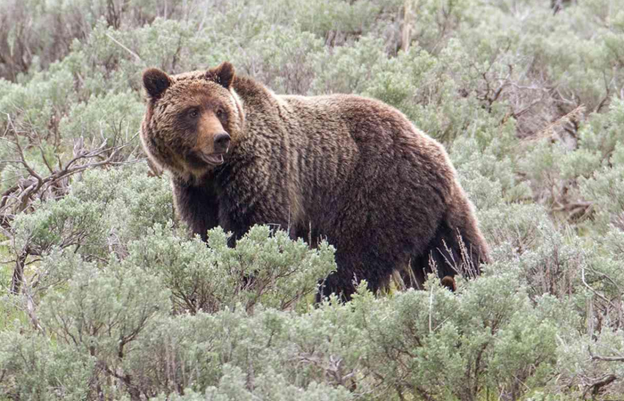 Brown bear standing in dense foliage, showcasing one of the fiercest contenders for strongest animal in the world.