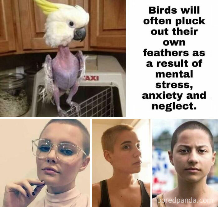 Bird with missing feathers and three women with shaved heads representing cringe-worthy takes on women.