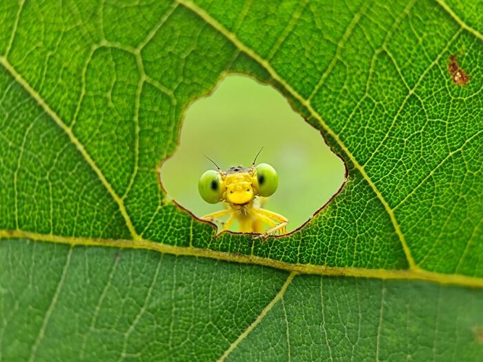Close-up macro photo of a tiny yellow insect peeking through a hole in a vibrant green leaf, revealing hidden details.