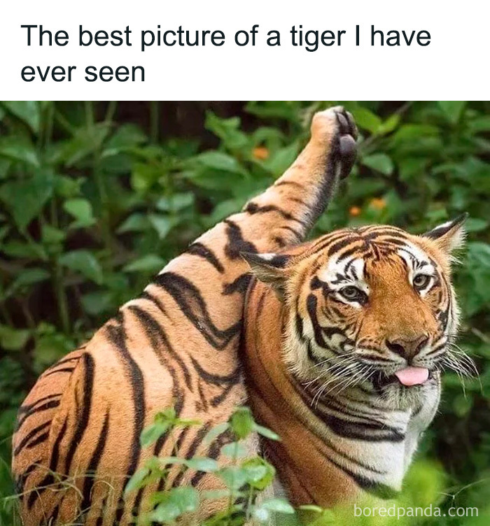 Tiger playfully stretching with tongue out in a funny and cute animal meme to bring positivity to your day.