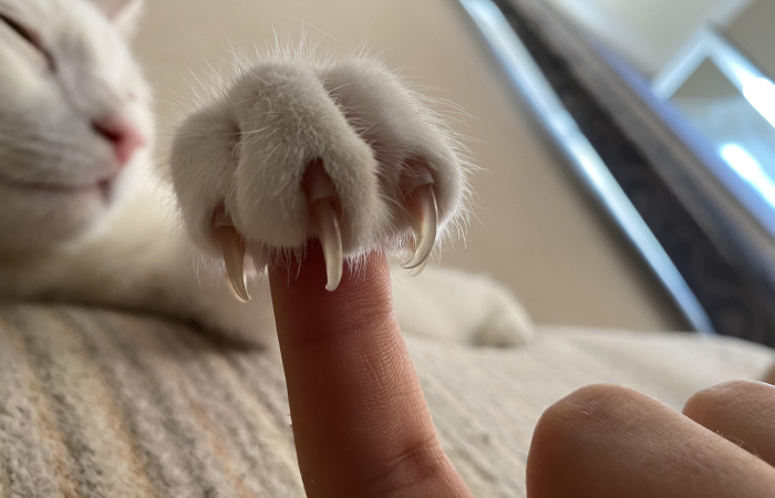 Cat claw gripping a finger closely, capturing a spooky vibe related to the best scary games to play with friends IRL.