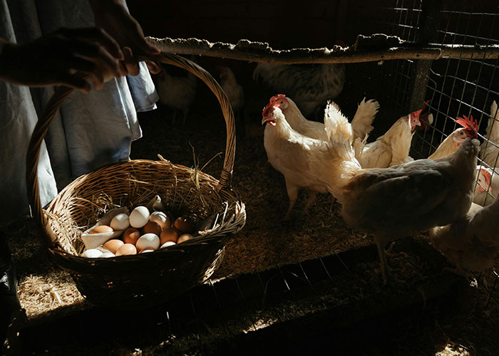 Basket of fresh farm eggs collected inside a chicken coop revealing common knowledge about egg-laying habits.