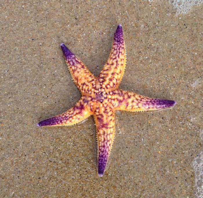Colorful starfish on wet sand, showcasing one of the slowest animals in the world and its sluggish friends.