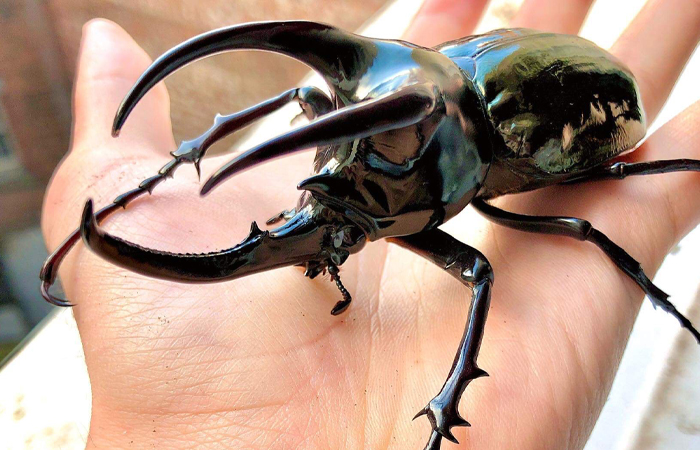Large black beetle with prominent curved horns resting on a person's hand showcasing strongest animal contenders.