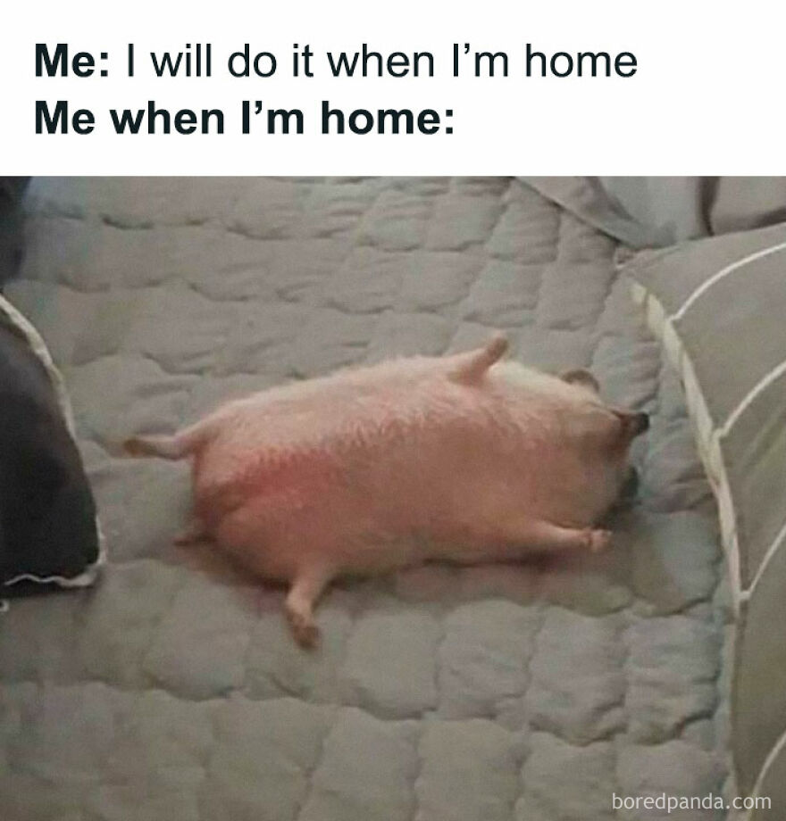 Funny animal meme showing a pig lying on its back on a bed, illustrating procrastination at home humor.