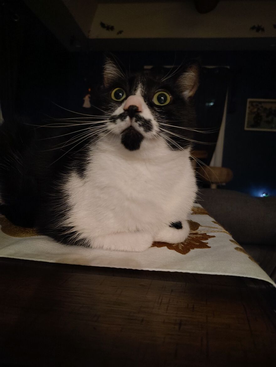 Animal Appreciation!