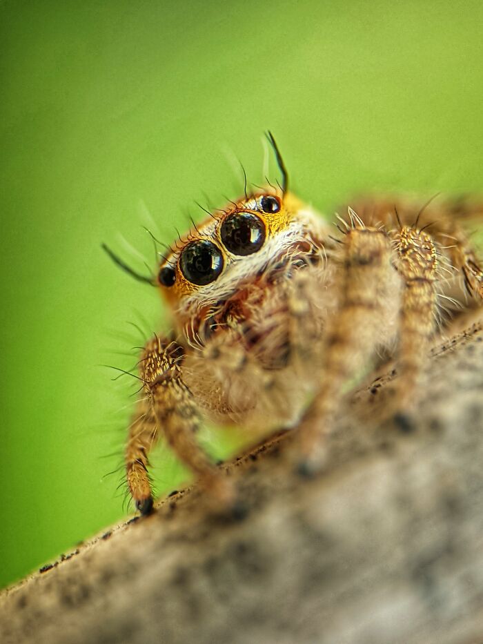 12 Stunning Spiders Captured By Saipixels