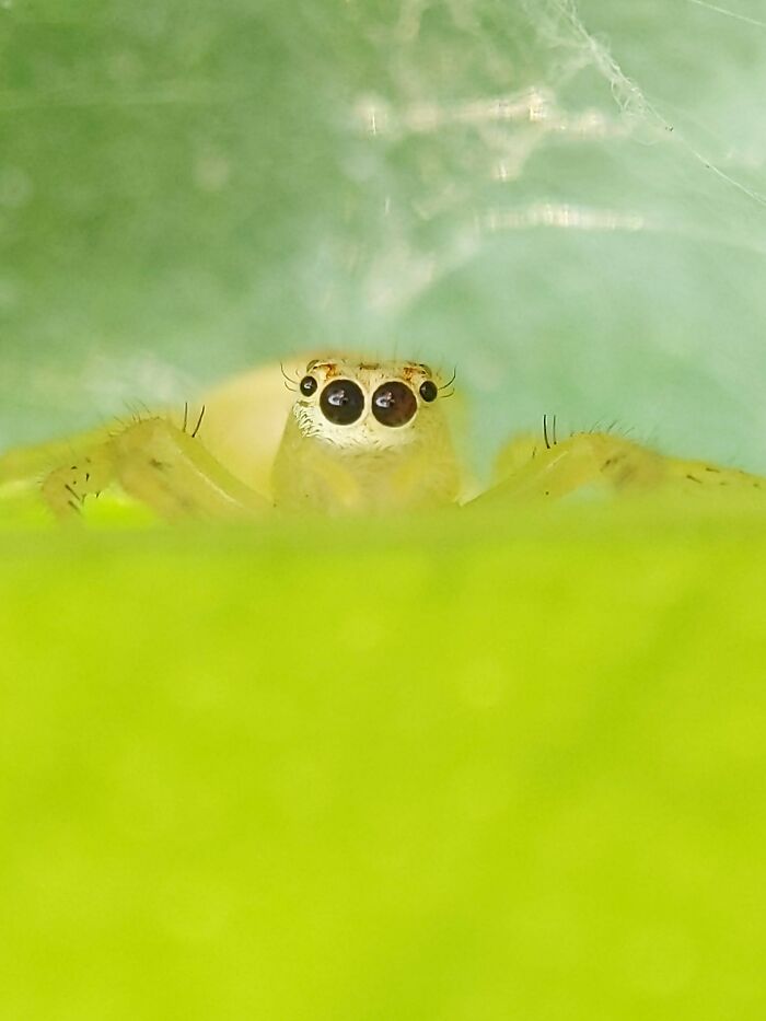 12 Stunning Spiders Captured By Saipixels
