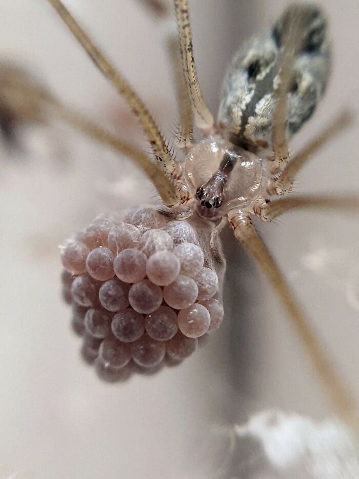 12 Stunning Spiders Captured By Saipixels