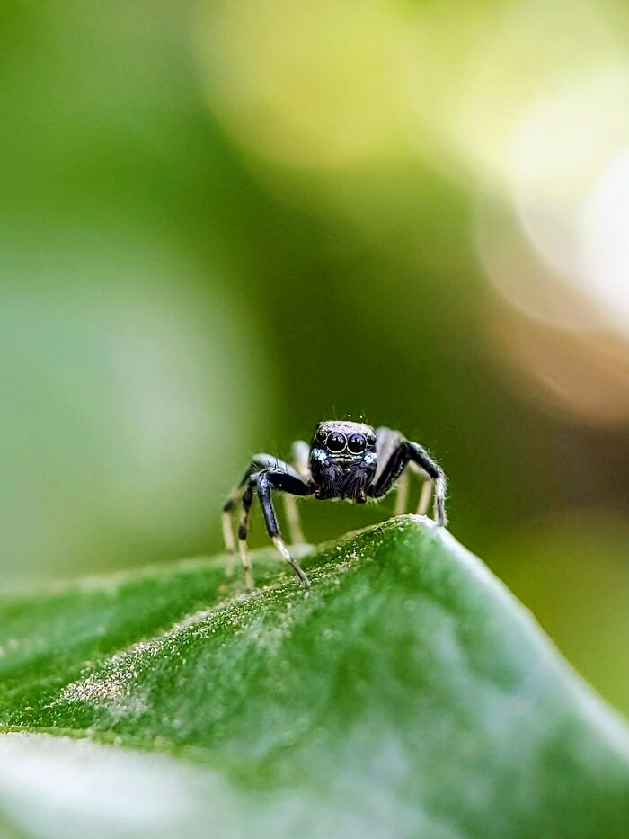 12 Stunning Spiders Captured By Saipixels