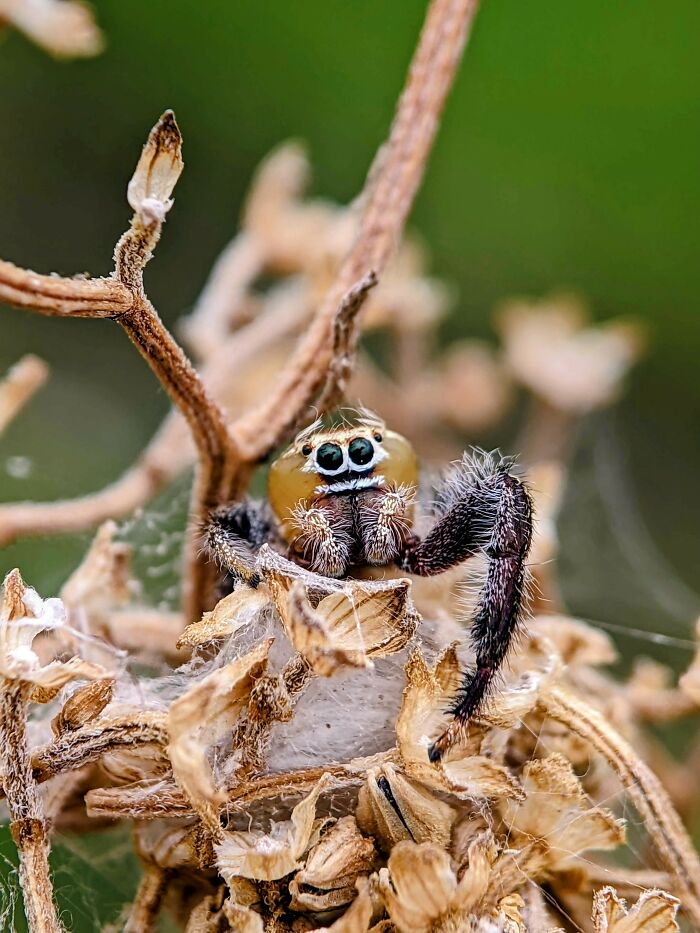 12 Stunning Spiders Captured By Saipixels