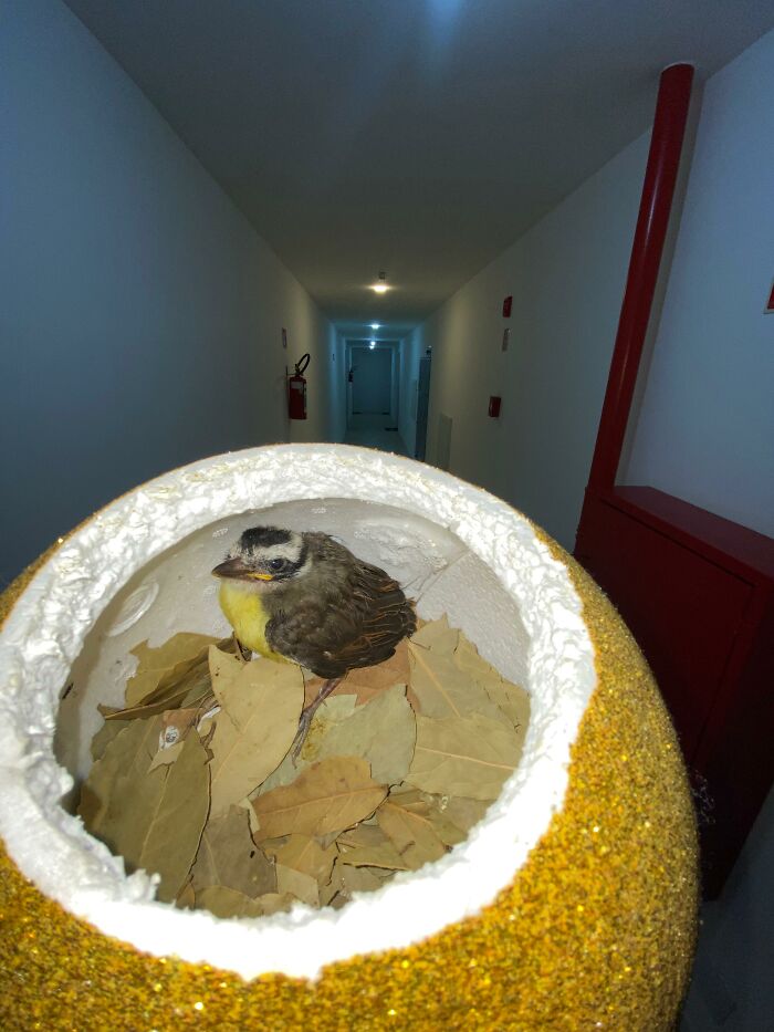 A rescued young great kiskadee bird resting inside a handmade mini bird nest filled with dry leaves in a hallway.
