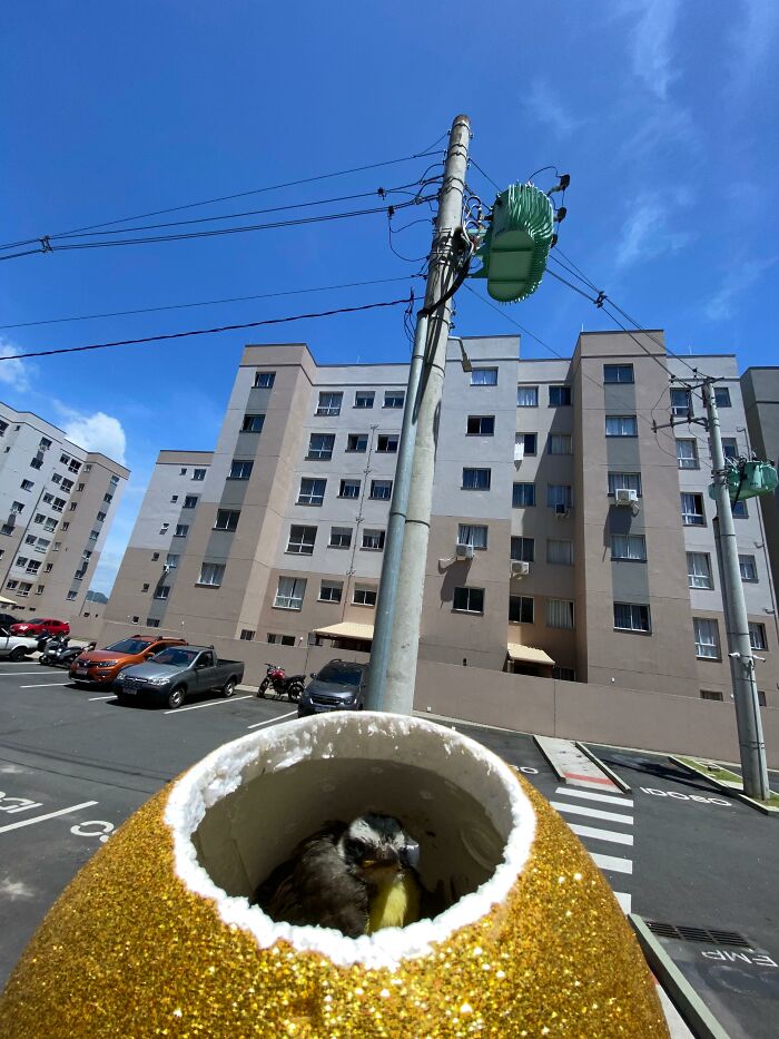 Rescued great kiskadee bird nestled inside a glittery mini bird mom in an urban parking area under clear blue sky.