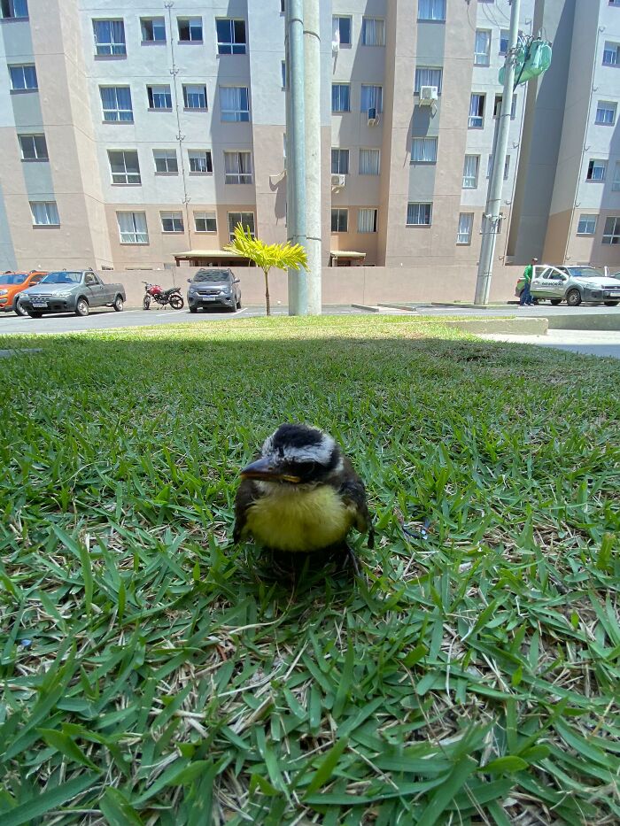 Young great kiskadee bird sitting on green grass in an urban area after being rescued and cared for.