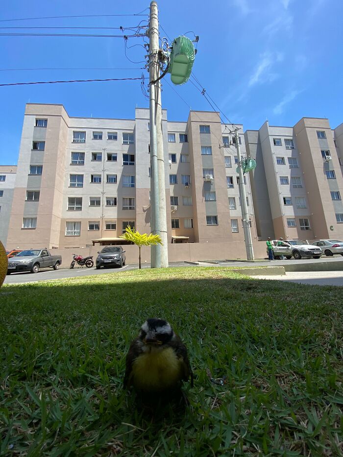 Great Kiskadee bird resting on grass in front of apartment buildings on a sunny day after rescue and care.