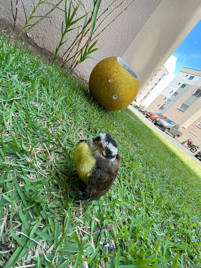 Young great kiskadee bird on grass near a handmade mini bird shelter in an urban outdoor setting.