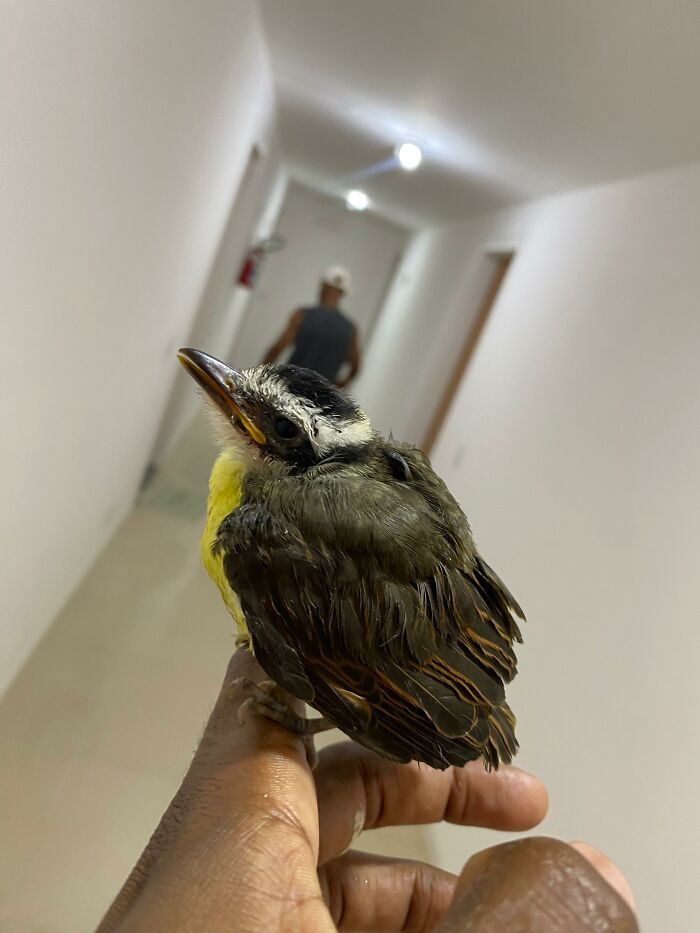 Close-up of a great kiskadee perched on a person's finger after being rescued and cared for indoors.