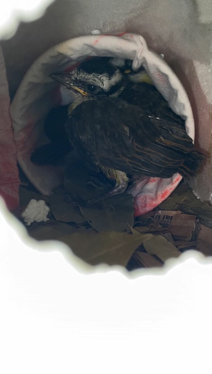 Great Kiskadee bird resting inside a soft mini bird nest built as a bird mom rescue shelter.