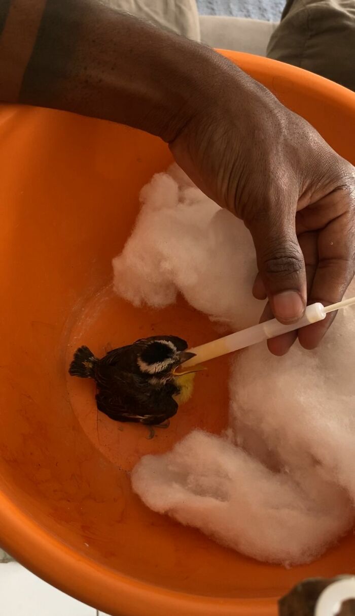 Hand feeding a rescued Great Kiskadee chick inside an orange container with cotton for comfort.