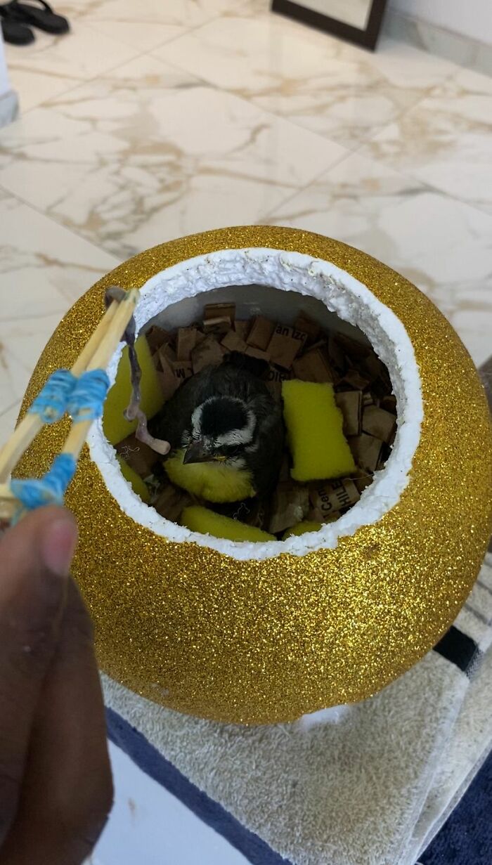 Rescued great kiskadee bird inside glittery golden nest with homemade mini bird mom in indoor setting.