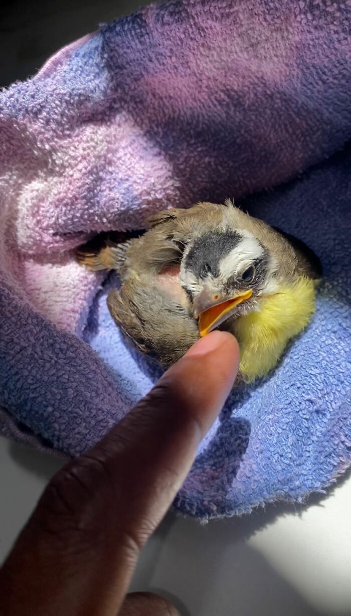 A rescued great kiskadee bird resting on a towel while a finger gently touches its beak.