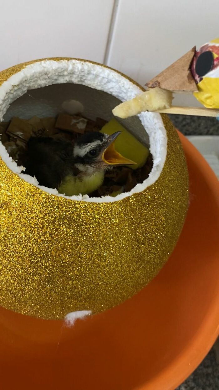 Great Kiskadee bird chick inside a glittery nest being fed with a mini handmade bird mom figure on a stick.