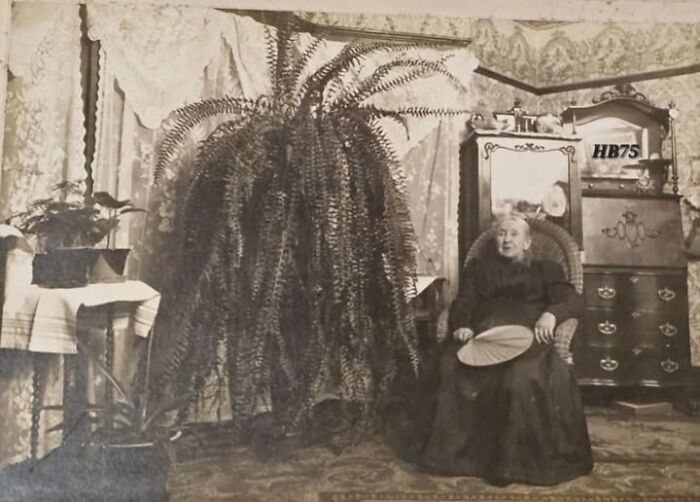 Elderly woman seated in Victorian-Edwardian pictures style room with large fern and antique furniture.