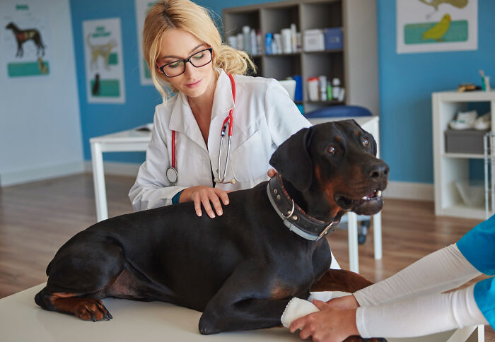 Female vet caring for a large black dog at the clinic, showing the most insane dog mom things through attentive care.