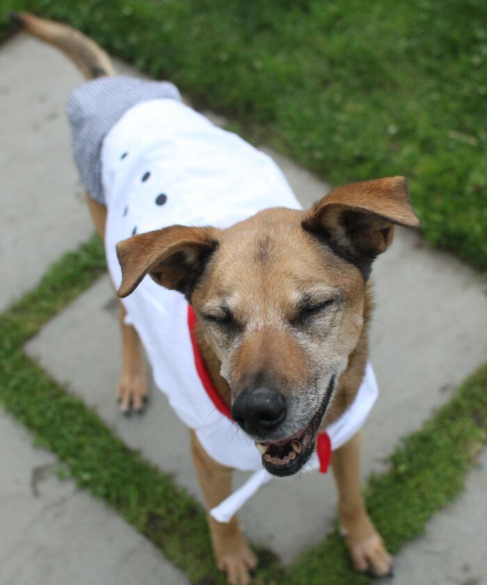Dog wearing a chef outfit outdoors, illustrating chefs sharing common mistakes home cooks make with knife sharpening.