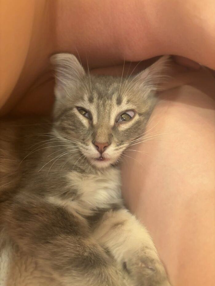 Awkward photo of a cat nestled between a person's legs with a funny squinting expression, showing pet's quirky side.