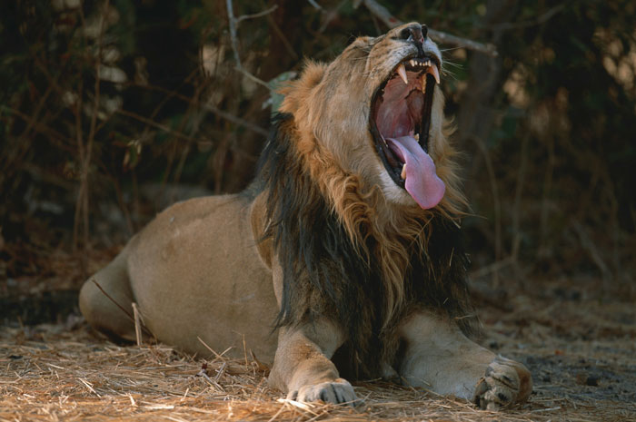 A lion yawning widely in a natural setting, illustrating an Oscar-worthy performance moment in the wild.