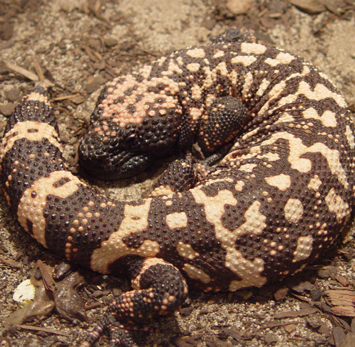 Close-up of a slow-moving animal with textured skin, representing the slowest animal in the world and its sluggish friends