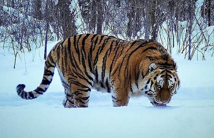 A fierce tiger standing in the snow, showcasing power and strength among the strongest animals in the world.