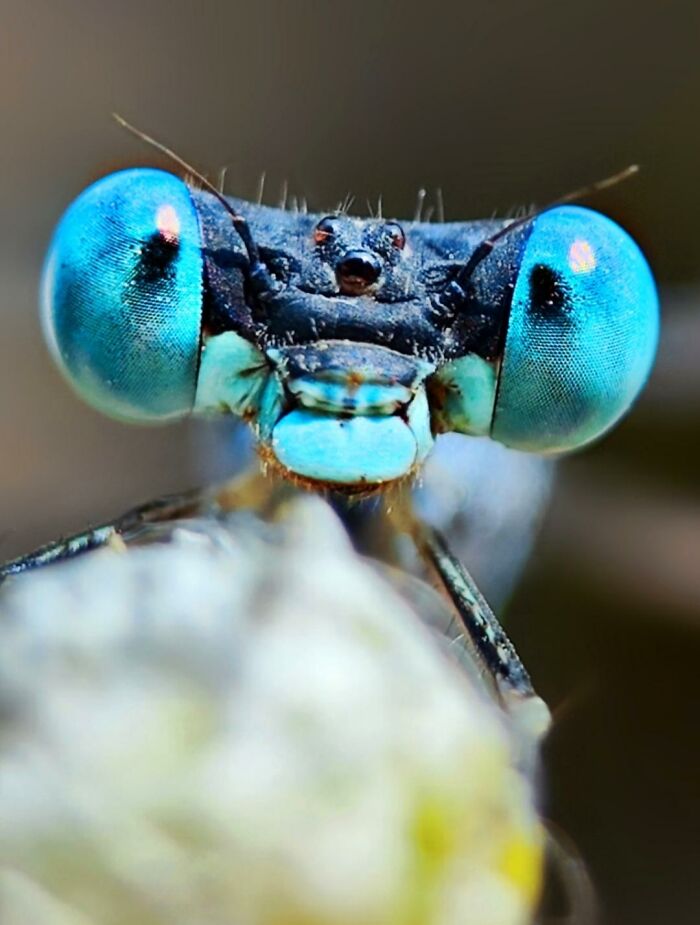 Close-up macro photo of a tiny creature with vibrant blue eyes revealing a hidden world of tiny creatures.
