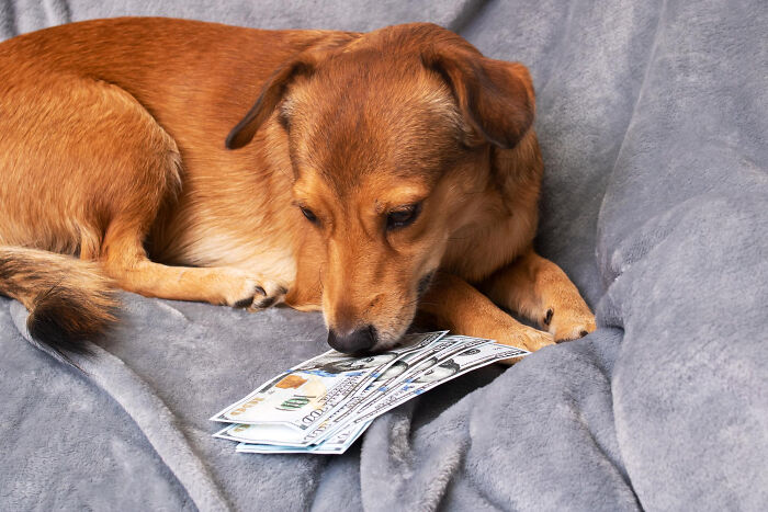 Brown dog lying on a gray blanket, curiously sniffing a stack of hundred-dollar bills, showing most insane dog mom things.