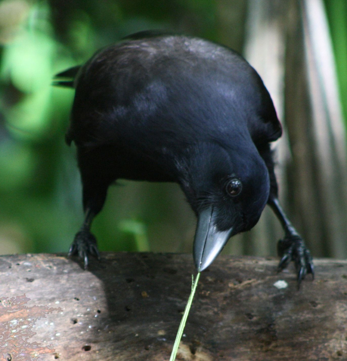 Black bird using a tool to grasp grass, demonstrating problem-solving skills among the smartest animals studied by science.