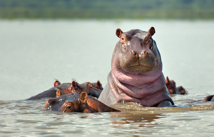 Group of hippos partially submerged in water, showcasing one as a strong animal contender in the world’s animal strength rankings.