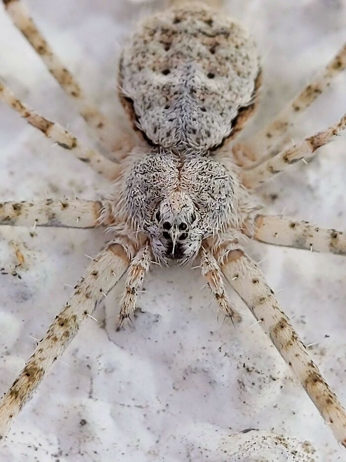 12 Stunning Spiders Captured By Saipixels